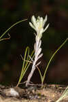 Bighead pygmycudweed